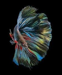 Arka Plan In 2020 Betta Fish Pet Fish Betta Fish Types