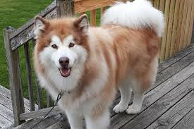 Fundraiser for Deborah Demlow by Dawn Perry : For The Love Of Oscar