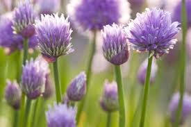 Maybe you would like to learn more about one of these? Don T Toss Those Purple Flowers Chive Blossoms Add Flavor To Dishes Chive Blossom Chive Flowers Recipe Chive Flower
