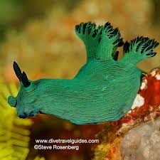 Image result for Mohria nudiuscula
