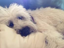 Cooper Our Soft Coated Wheaten Terrier The Breed Also Known As The Bed Hogs Terrier Dog Breeds Soft Coated Wheaten Terrier Cute Dog Pictures