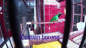 Cucak ijo gacor jamtrok nembak full isian. Cara Membuat Cucak Ijo Agar Cepat Gacor By Kicauan Burung Nan Indah