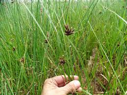 Image result for Schoenoplectus muricinux