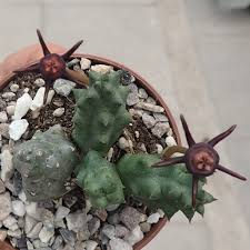 Image result for Duvalia