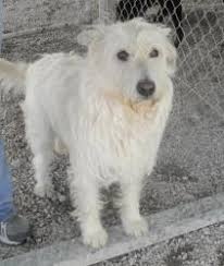 We did not find results for: 20 Westie Mixes Needing Homes Ideas West Highland White Terrier White Terrier Westies