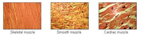 Image result for Muscle Tissue