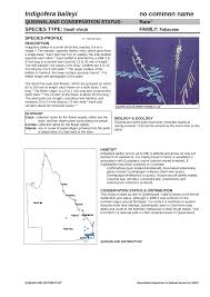 Image result for Indigofera subargentea