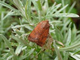 Image result for Noctua interjecta