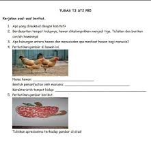 Mengasosiasi  siswa menuliskan kesimpulan tentang karakteristik tempat tinggal hewan ayam, bebek, kucing, dan ikan. Tolong Bantu Jawab Pertanyaan Ini Semua Brainly Co Id