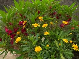 Image result for Euryops chrysanthemoides