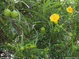 Image result for Cascabela