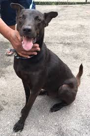 373 dog breed profiles, each breed has its own unique temperament. Hope Dog Rescue Kopi Is Unwanted
