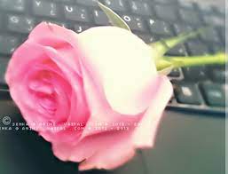 صور ورد متحركه ورود و ازهار للاهداء فواصل ورود روعة فواصل 2021 ورود حلوة فواصل للمواضيع 3dlat com 06 20 fb1a in 2021 rose plants flowers
