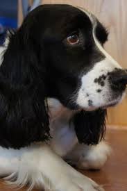 Find english springer spaniel breeders close to you in wisconsin using our searchable directory. Alan Falk Alanfalk37 Profile Pinterest