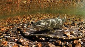 Lake Trout Yellowstone National Park U S National Park