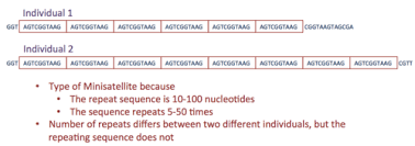 Short tandem repeats (strs) and variable number tandem repeats (vntrs) are among the most mutable regions of our genome but are frequently underascertained in studies of disease and evolution. Variable Number Tandem Repeat Wikipedia