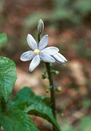 Image result for Cyanastrum