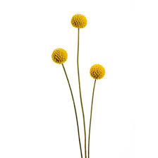 Check out our billy button selection for the very best in unique or custom, handmade pieces from our floral arrangements shops. Craspedia Flowers We Love Flower Style Magazine