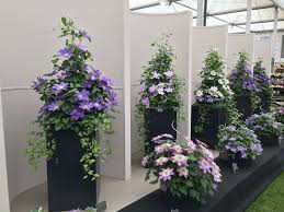 Take out all the lower leaves, and plant it in a pot filled with a good quality potting mix. Clematis Queen Of Vines