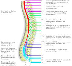 Spine Nerve Diagram Wiring Schematic Diagram 10 Pokesoku Co