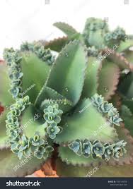 Image result for Bryophyllum