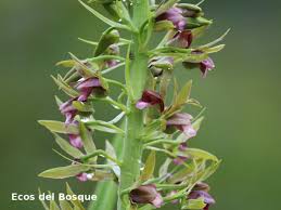 Image result for Eulophia alta