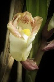 Image result for Brachycorythis velutina