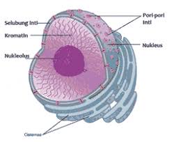 We did not find results for: Organel Sel Hewan Fungsi Struktur Gambar Lengkap