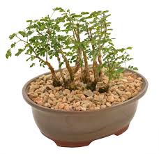 Image result for Acacia burkei