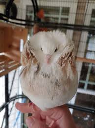 34 Of The World S Most Beautiful Types Of Pigeons In 2020 Pigeon Breeds Pigeon Types Of Pigeons