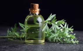 Developing research suggests that applying a lotion containing mugwort and menthol directly to the skin relieves itching in severe burn victims. Mugwort Benefits Side Effects Dosage And Interactions