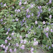 Image result for Browallia americana