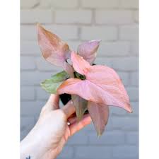Image result for Syngonium podophyllum