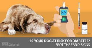 What Causes Diabetes In Dogs Signs Symptoms What To Do About It