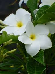 Bridal Bouquet Plumeria Plumeria Pudica Bridal Bouquet Copyright C Almostedenplants Com White Flowering Plants Parts Of A Flower Plumeria Pudica