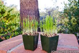 An excellent fun project for the kids. How To Grow Cat Grass Indoors So Easy To Do From Seed