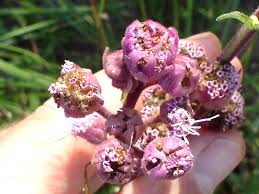 Image result for Campuloclinium macrocephalum