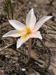 Image result for Gethyllis