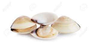 Run the clam knife along the top shell to remove the clam from the shell. Three Fresh Opened And Closed Clams Shell Isolated On White Background Stock Photo Picture And Royalty Free Image Image 82917138