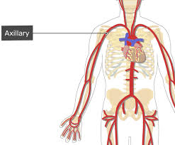 Place the letter of your choice in the figure 46.11 label the major arteries and veins of the systemic and pulmonary circuits. Major Systemic Arteries