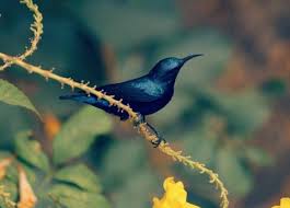 Check spelling or type a new query. 16 Jenis Burung Kecil Memiliki Suara Merdu