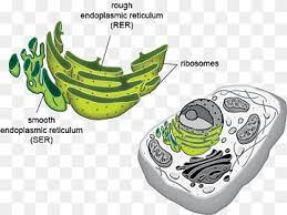 Smooth vs rough endoplasmic reticulum | ser vs rer cell is the basic functional unit of life, and it is composed of few organelles inside. Rough Endoplasmic Reticulum Yellow Smooth Endoplasmic Reticulum Cell Organelle Ribosome Golgi Apparatus Biology Protein Rough Endoplasmic Reticulum Endoplasmic Reticulum Smooth Endoplasmic Reticulum Png Pngwing