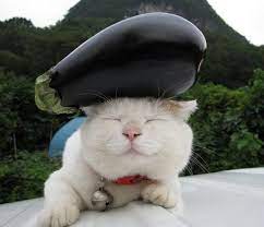 Maybe you would like to learn more about one of these? Stop Everything And Upvote Eggplant Cat Imgur