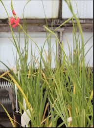Image result for Hesperantha