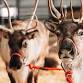 The Reindeer Express - Wellsville event image
