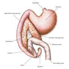 Dog anatomy comprises the anatomical studies of the visible parts of the body of a domestic dog. 2021 Ultimate Veterinary Guide To Dog Anatomy With Images Vetcheck