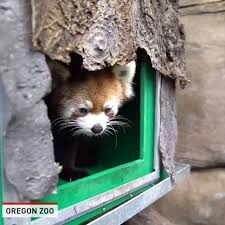 On friday and saturdaywe're excited to welcome you back, and we're working to keep your experience safe and. Watch Adorable Red Pandas Wrestle Inside Exhibit At Oregon Zoo Wics