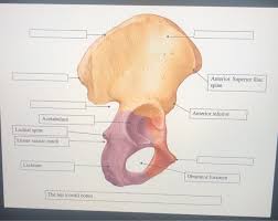 Everters work together to stabilize the foot. Anterior Superior Iliac Spine Anterior Inferior Chegg Com