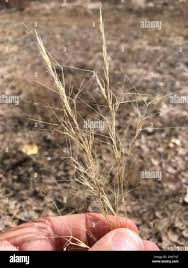 Image result for Aristida adscensionis