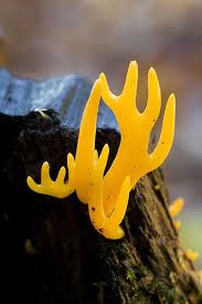 yellow antler fungi calocera viscosa plantae cogumelos e cogumelos selvagens pinterest